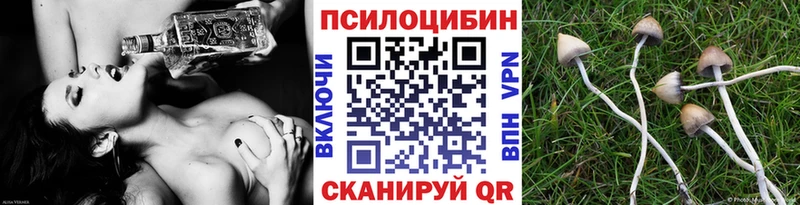Купить закладки  Мичуринск  Псилоцибиновые грибы мицелий 